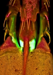 assassin_fly_foot_fluorescence__2_edsmall2.jpg