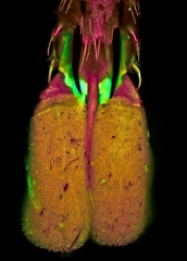 assassin_fly_foot_fluorescence__3_editedsmall2.jpg