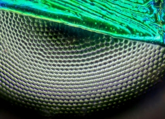 Tiger_Beetle__2_.jpg
