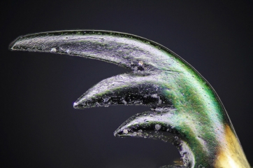 Tiger_Beetle__3_.jpg