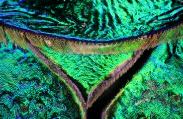 Tiger_Beetle__4_.jpg
