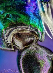 Tiger_Beetle_details__11_.jpg