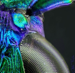 Tiger_Beetle_details__15_.jpg