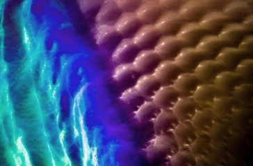 Tiger_Beetle_details__6_.jpg