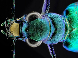 Tiger_beetle_portrait.jpg