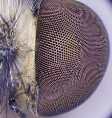 10x_assassin_fly.jpg