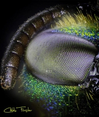 Sweat_Bee_spring__11_.jpg