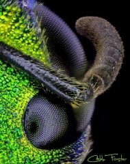 Sweat_Bee_spring__14_.jpg