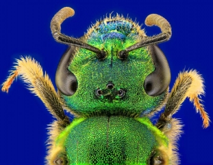 Sweat_Bee_spring__2_.jpg