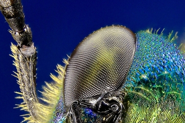 Sweat_Bee_spring__9_.jpg
