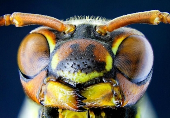 insects__3_.jpg