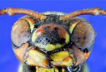 insects__6_.jpg