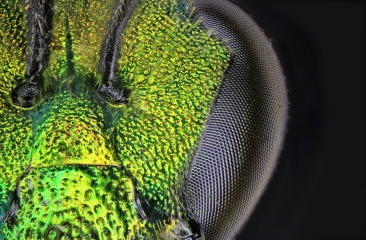 sweat_bee__1_.jpg