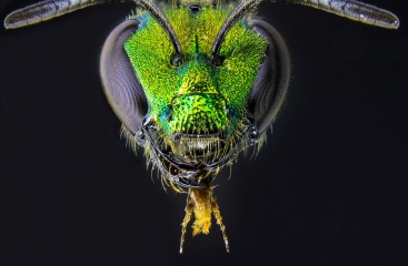 sweat_bee__2_.jpg
