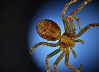X_spider__4_edited.jpg