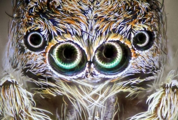 jumping_spider_3.jpg