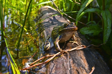 DSC_7985editedsmall.jpg