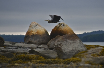 DSC_2426editedsmall.jpg