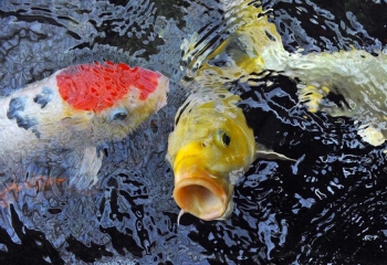 1__339_.jpg