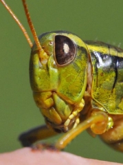 grasshopper.jpg