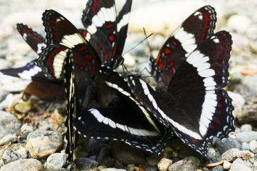 butterfly_swarm.jpg